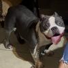 UKC, ABKC,ICCF DOGS AVAILABLE 
