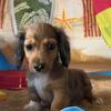 Romeo - shaded red long haired male - $1999