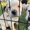 LABS AKC registered puppies