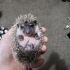 Baby hedgehog 