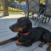 AKC Doberman Male for Stud