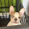 Akc frenchie male 