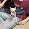 Devon Rex Kittens 