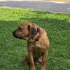 Boerboel Kane Corso mix! 