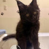 Maine Coon kittens
