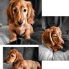AKC long hair miniature dachshund