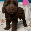 Australian Labradoodle Puppy Lily