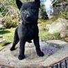 Ckc registered German Shepherds