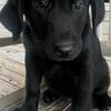 AKC Black Lab Pup - female/ picture of both parent's both black . 