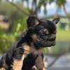 Adult female Frenchie 