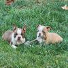 Boston terrier puppies ready now
