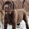 Blocky chocolate AKC Labrador female pups available