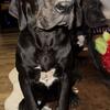Almost full euro Great Dane puppies 