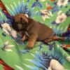 AKC-Registered French Bulldog Puppies