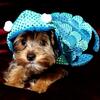 Mochi''s Tiny Yorkshire Terrier Puppy in Macomb, Michigan