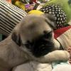 Pug puppies just in time for Christmas