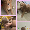 F1B Female Goldendoodle