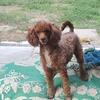 Toy Poodle 