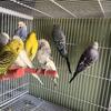 English Budgies 