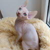 Sphynx kittens