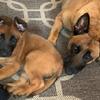 Belgian Malinois Puppies – Working Line – 240-366-7053