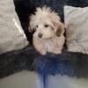 Maltese/mix  "Bumkin". Male pup