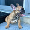 French bulldog puppies