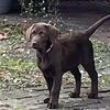 AKC Chocolate Labrador puppy’s.  Male and female 