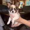 Female Papillon Puppy