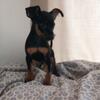 Miniature pinscher Happy go lucky