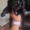 Toy poodle puppies
