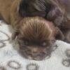 Chocolate Shih-tzu Puppies 