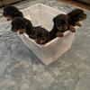 AKC Champion German Rottweiler Puppies GREAT BLOODLINES