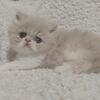 CFA Persian Kitten