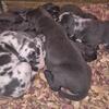 AKC Great Dane puppies