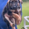 German Shepherd, puppies