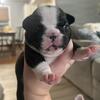Frenchie pups available