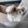 Shih Tzu puppies 