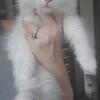 Christmas kitties! Ragdoll kittens Tica registered fort lauderdale