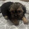CKC Registered Shih-Tzus