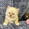 Adorable Blue Eyed Ragdoll Kittens - TICA Registered