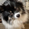 3 year old female Pomeranian 