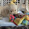 Golden Retriever Puppies AKC
