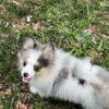 Ckc Female Pomeranian