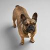 Female French Bulldog