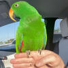 Male eclectus with cage and accessories