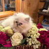 CFA Purebred Persian/Himalayan Kitten s of