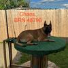 7 month old male Dutch Shepherd