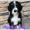 Bernedoodle puppies F1b Standard size