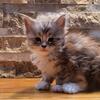 Russian Exotic Maine Coon Kittens 